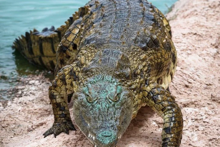 Excursion d'une journée à Crocoparc Agadir avec transport aller-retour