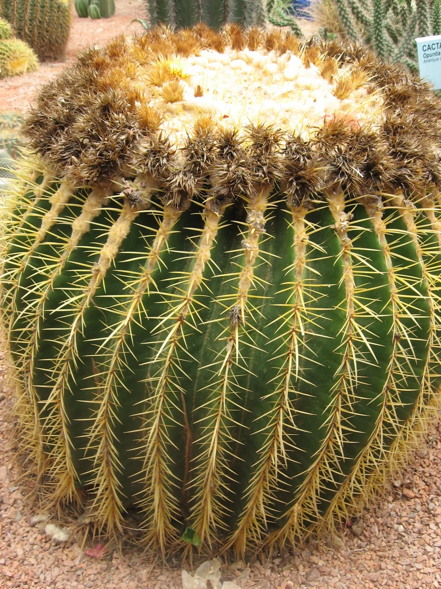 Jardin Majorelle