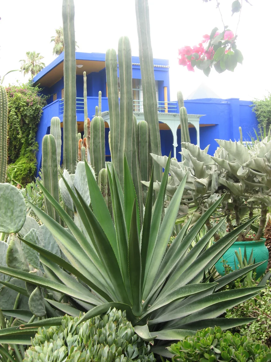 Jardin Majorelle