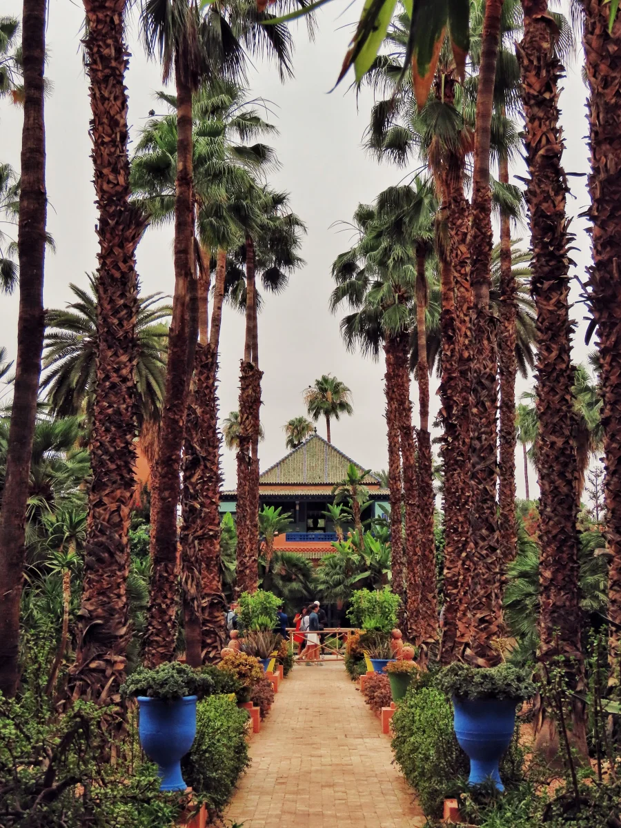 chemin bordé de palmiers dans le Jardin Majorelle, Marrakech.