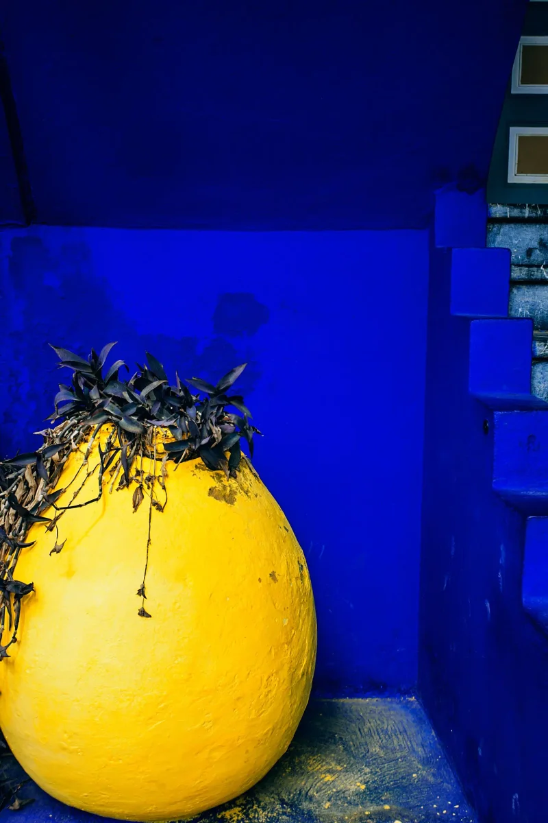 plantes contraste avec un mur bleu vif à côté d'un escalier artistique.