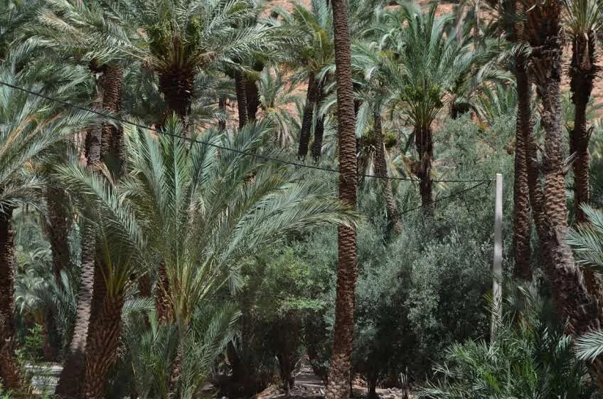 The lush palm grove of Aït Mansour, a green haven in the heart of the Anti-Atlas near Tafraout.